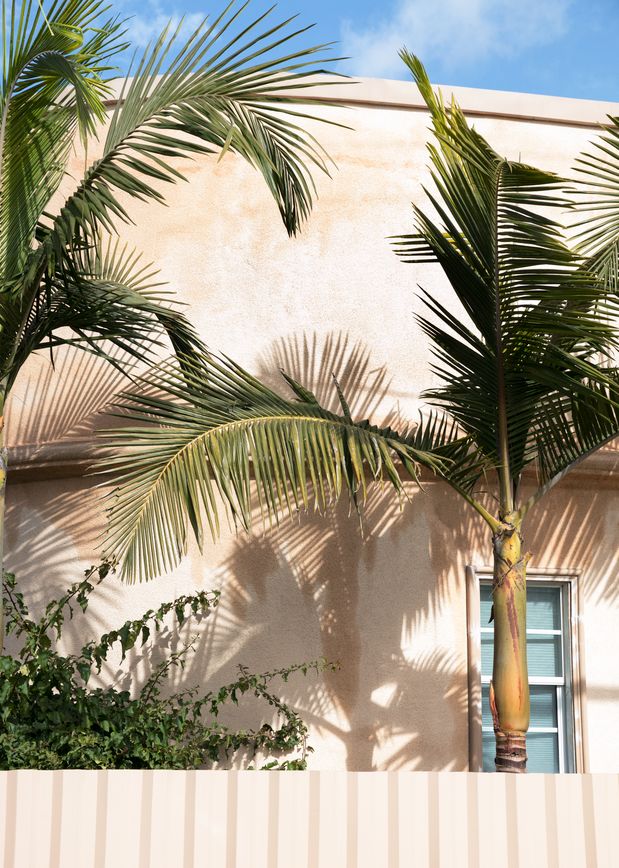 Los Angeles - Palm